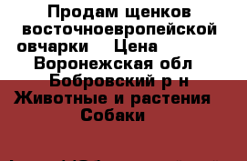 Продам щенков восточноевропейской овчарки. › Цена ­ 6 000 - Воронежская обл., Бобровский р-н Животные и растения » Собаки   